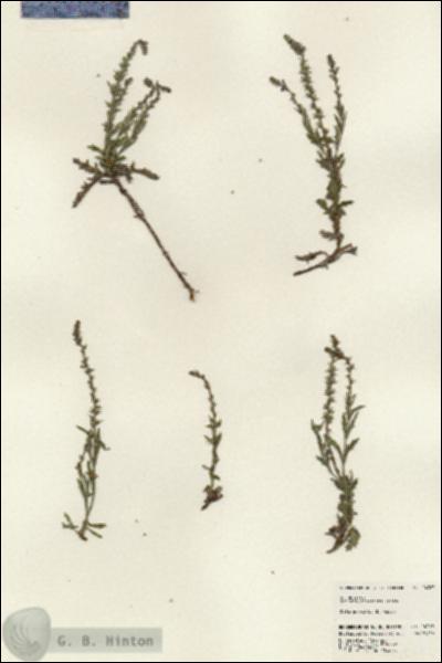 URN_catalog_HBHinton_herbarium_24363.jpg.jpg