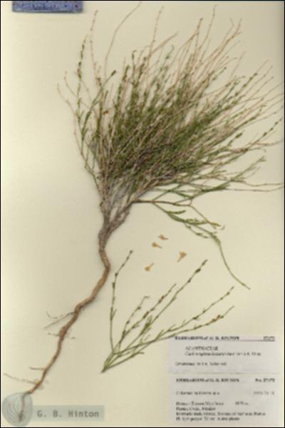 URN_catalog_HBHinton_herbarium_27472.jpg.jpg