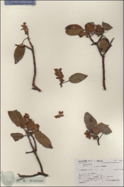 URN_catalog_HBHinton_herbarium_17028.jpg.jpg