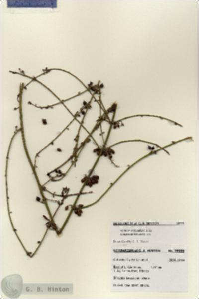 URN_catalog_HBHinton_herbarium_28559.jpg.jpg
