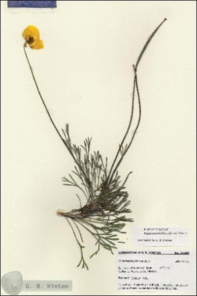 URN_catalog_HBHinton_herbarium_28589.jpg.jpg
