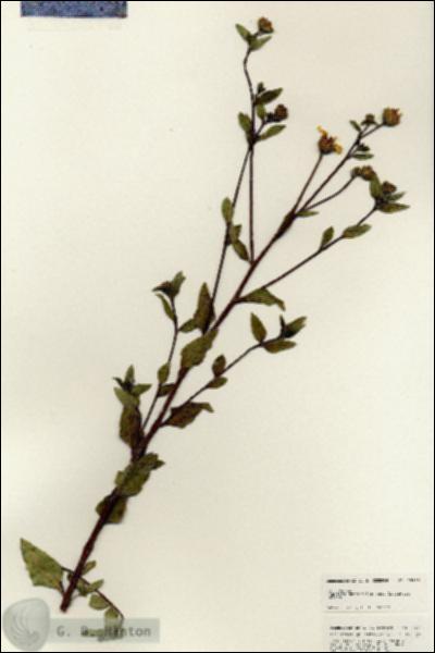 URN_catalog_HBHinton_herbarium_25465.jpg.jpg