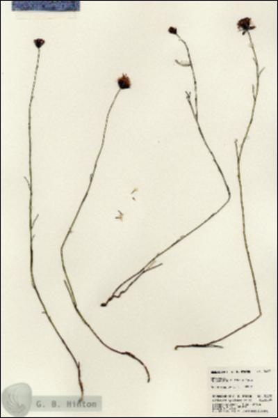 URN_catalog_HBHinton_herbarium_24492.jpg.jpg