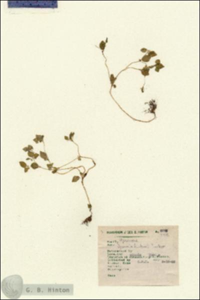 URN_catalog_HBHinton_herbarium_4648.jpg.jpg