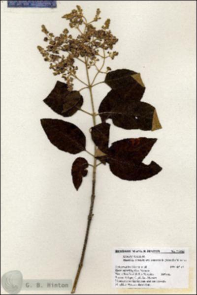 URN_catalog_HBHinton_herbarium_21086.jpg.jpg