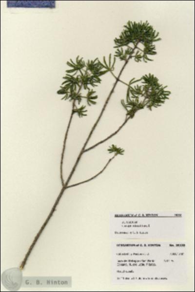 URN_catalog_HBHinton_herbarium_28220.jpg.jpg
