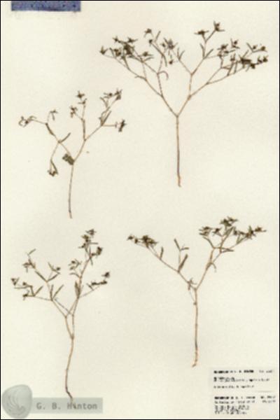 URN_catalog_HBHinton_herbarium_23557.jpg.jpg