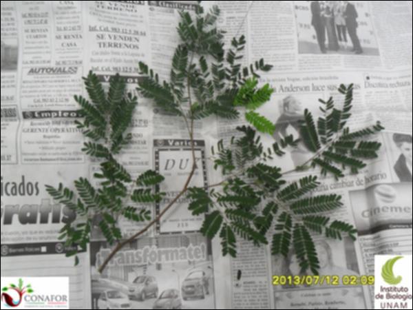 55899_S3_HJ1_20130712_017_001.jpg.jpg