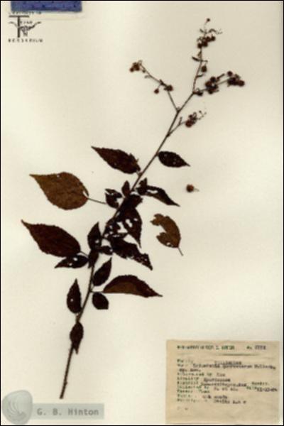 URN_catalog_HBHinton_herbarium_6996-1.jpg.jpg