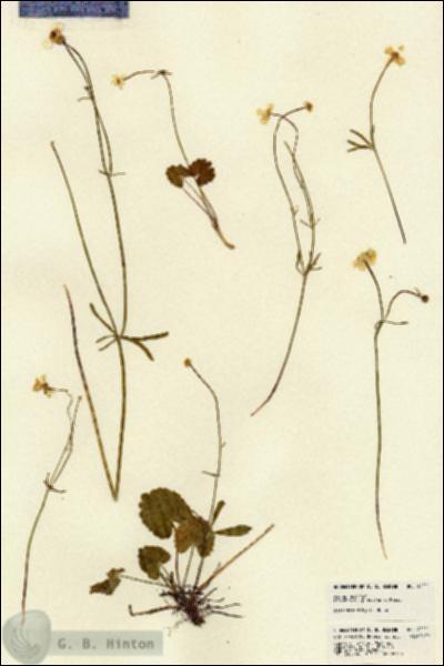 URN_catalog_HBHinton_herbarium_22221.jpg.jpg