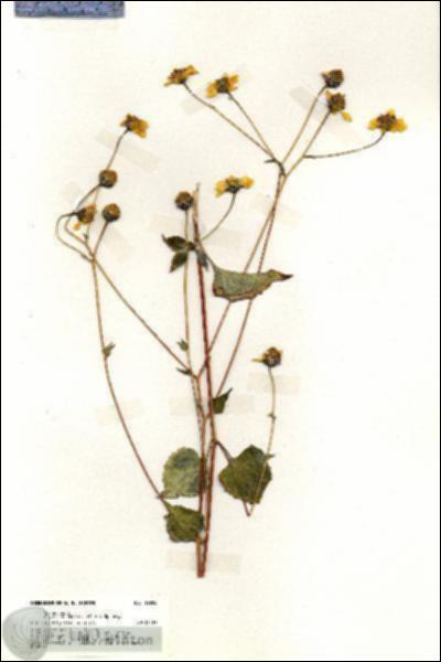 URN_catalog_HBHinton_herbarium_19958.jpg.jpg