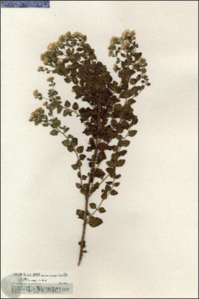 URN_catalog_HBHinton_herbarium_20708.jpg.jpg