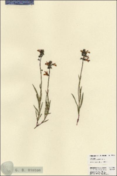 URN_catalog_HBHinton_herbarium_22845.jpg.jpg
