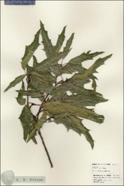 URN_catalog_HBHinton_herbarium_25312.jpg.jpg