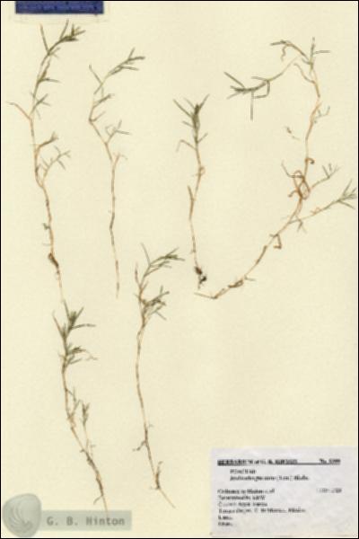 URN_catalog_HBHinton_herbarium_8399.jpg.jpg