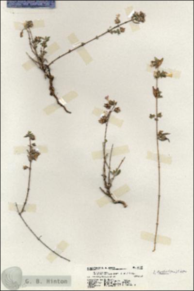 URN_catalog_HBHinton_herbarium_20125.jpg.jpg