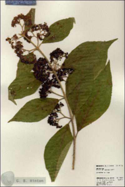 URN_catalog_HBHinton_herbarium_24516.jpg.jpg