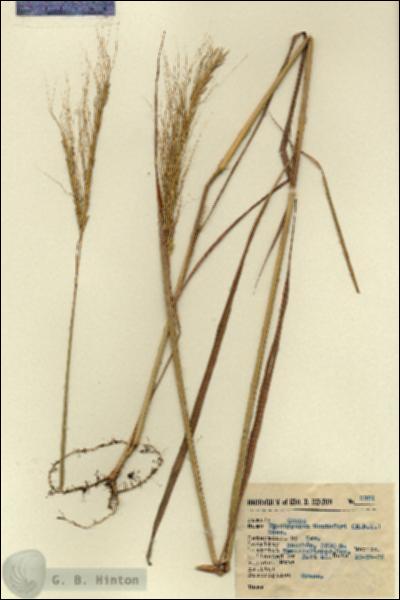 URN_catalog_HBHinton_herbarium_2321.jpg.jpg