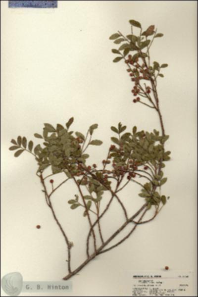 URN_catalog_HBHinton_herbarium_22163.jpg.jpg