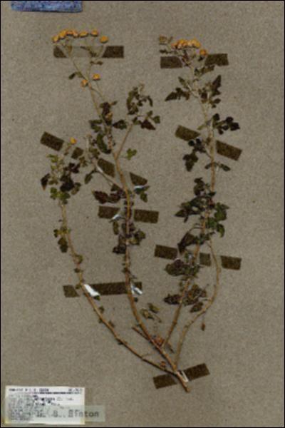 URN_catalog_HBHinton_herbarium_17895.jpg.jpg