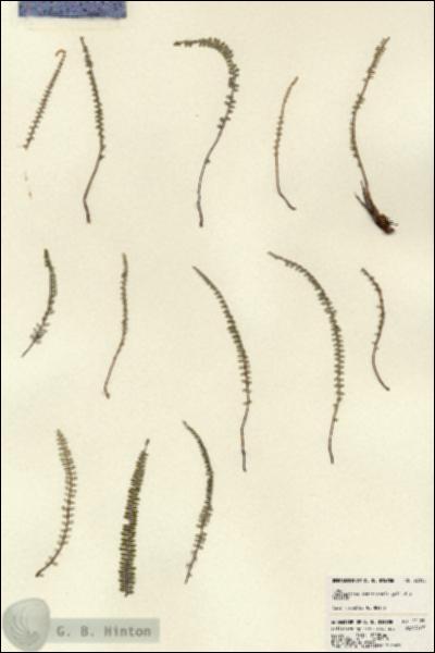 URN_catalog_HBHinton_herbarium_22195.jpg.jpg