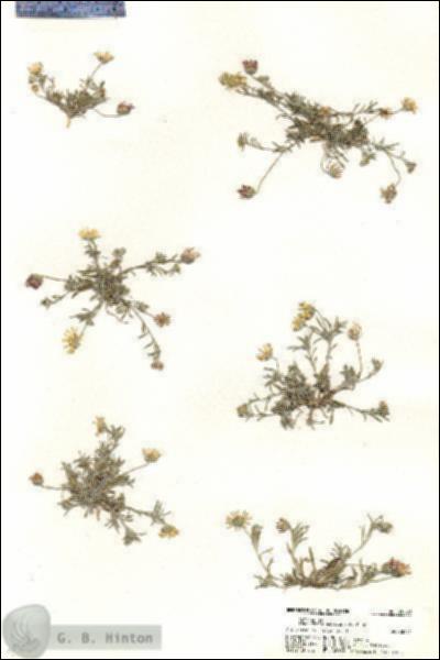 URN_catalog_HBHinton_herbarium_20620.jpg.jpg