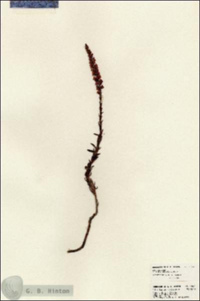 URN_catalog_HBHinton_herbarium_23531.jpg.jpg