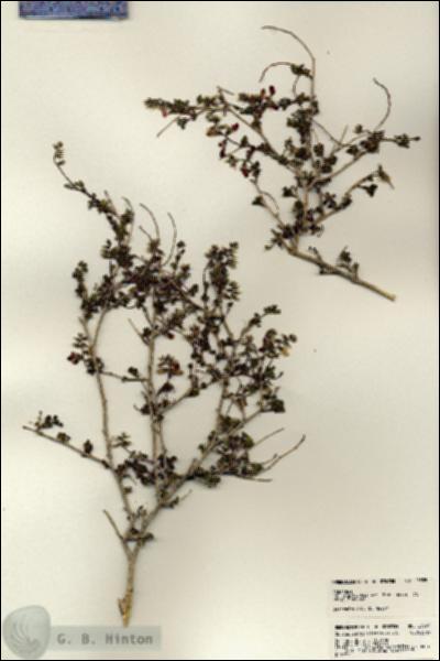 URN_catalog_HBHinton_herbarium_23355.jpg.jpg
