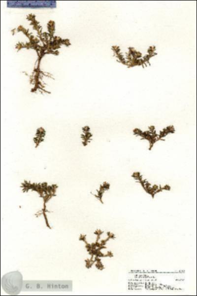 URN_catalog_HBHinton_herbarium_21130.jpg.jpg