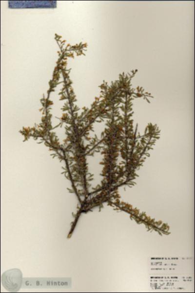 URN_catalog_HBHinton_herbarium_23282.jpg.jpg