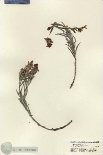 URN_catalog_HBHinton_herbarium_21155.jpg.jpg