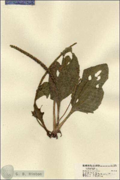 URN_catalog_HBHinton_herbarium_21574.jpg.jpg