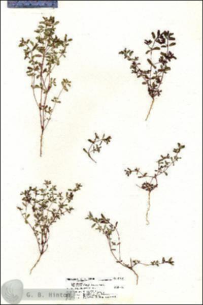 URN_catalog_HBHinton_herbarium_21109.jpg.jpg