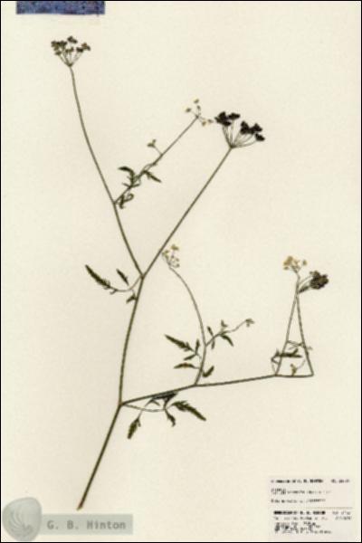 URN_catalog_HBHinton_herbarium_24424.jpg.jpg
