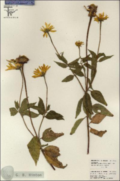 URN_catalog_HBHinton_herbarium_26001.jpg.jpg