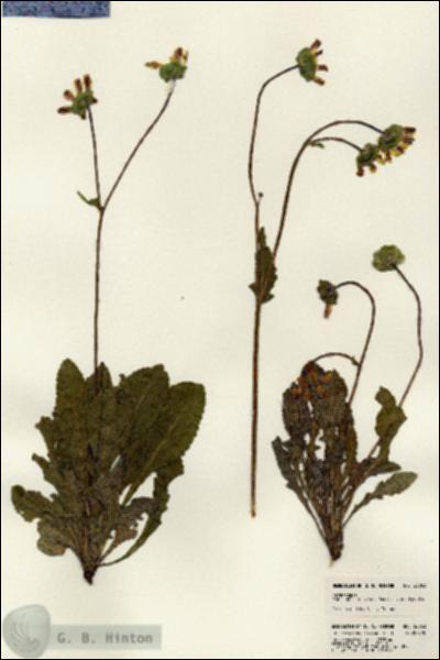 URN_catalog_HBHinton_herbarium_23053.jpg.jpg