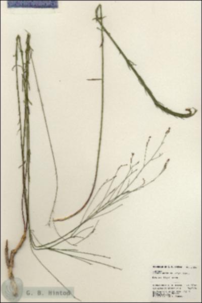 URN_catalog_HBHinton_herbarium_24246.jpg.jpg
