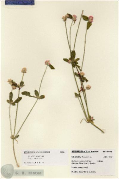 URN_catalog_HBHinton_herbarium_28126.jpg.jpg
