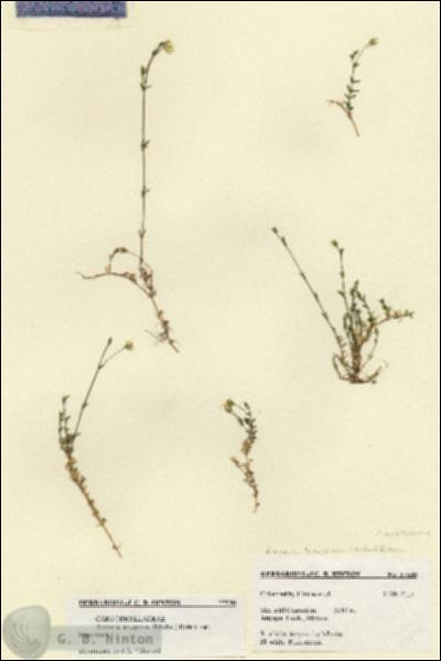 URN_catalog_HBHinton_herbarium_27530.jpg.jpg