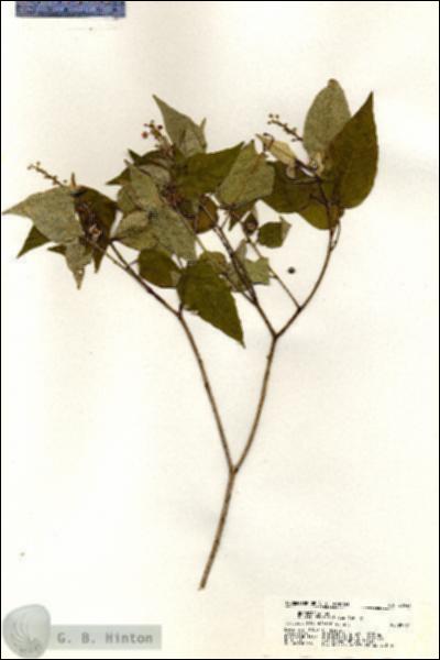 URN_catalog_HBHinton_herbarium_20548.jpg.jpg