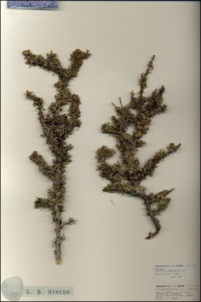 URN_catalog_HBHinton_herbarium_27000.jpg.jpg