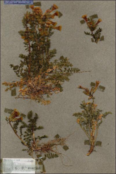 URN_catalog_HBHinton_herbarium_17039.jpg.jpg
