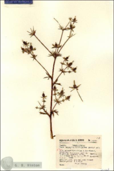 URN_catalog_HBHinton_herbarium_15674.jpg.jpg