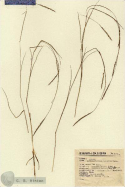 URN_catalog_HBHinton_herbarium_2070.jpg.jpg