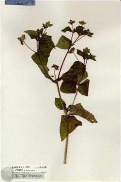 URN_catalog_HBHinton_herbarium_20528.jpg.jpg