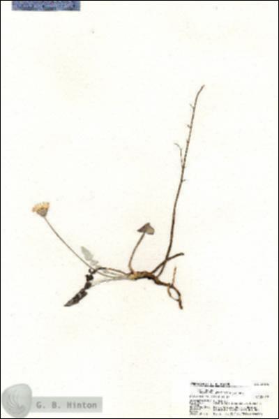 URN_catalog_HBHinton_herbarium_21074.jpg.jpg
