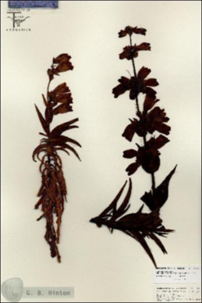 URN_catalog_HBHinton_herbarium_26801.jpg.jpg