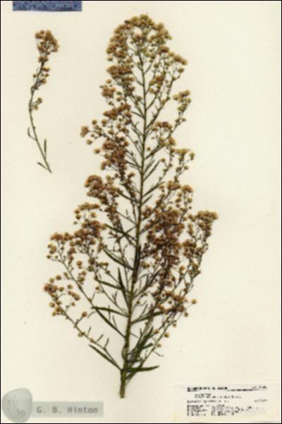 URN_catalog_HBHinton_herbarium_21395.jpg.jpg