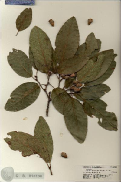 URN_catalog_HBHinton_herbarium_21415.jpg.jpg