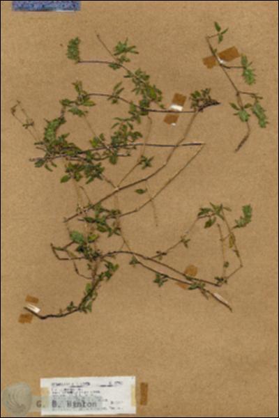 URN_catalog_HBHinton_herbarium_17740.jpg.jpg